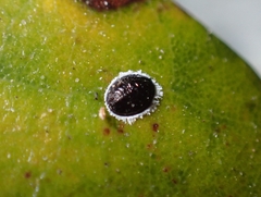 Tetraleurodes perileuca