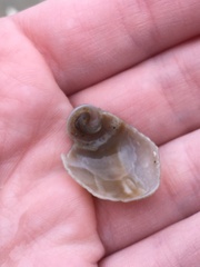 Semicassis granulata