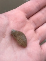 Semicassis granulata