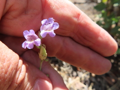 Penstemon linarioides