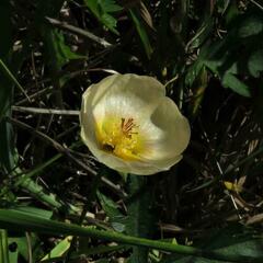 Hydrocleys nymphoides