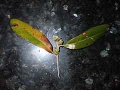 Tetraleurodes perileuca