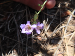 Penstemon linarioides