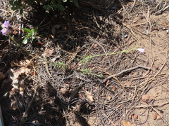 Penstemon linarioides