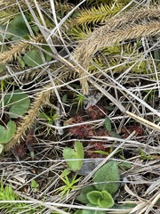 Drosera capillaris