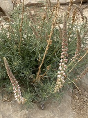 Reseda decursiva