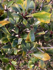 Pittosporum crassifolium