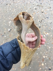 Sinistrofulgur sinistrum