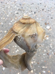 Sinistrofulgur sinistrum