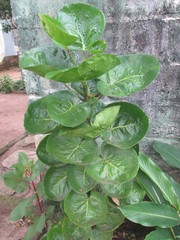 Polyscias scutellaria