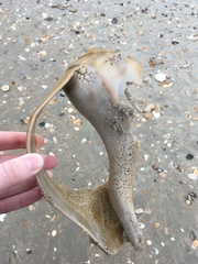 Sinistrofulgur sinistrum