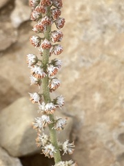 Reseda decursiva