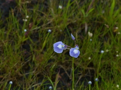 Utricularia graminifolia
