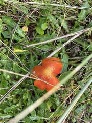 Hygrocybe conicoides