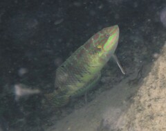 Halichoeres margaritaceus