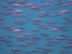 Opisthonema berlangai