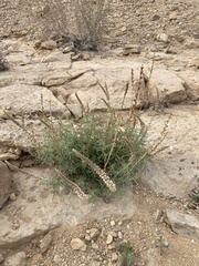 Reseda decursiva