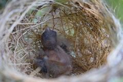 Sporophila caerulescens