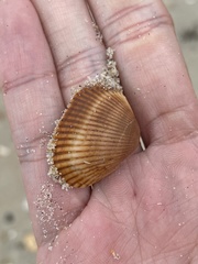 Lunarca ovalis