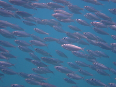 Opisthonema berlangai