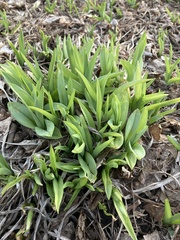 Allium tricoccum