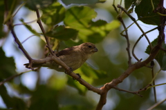 Sporophila caerulescens