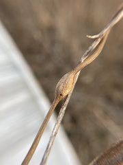 Neolasioptera convolvuli