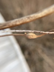 Neolasioptera convolvuli