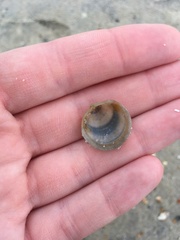 Divalinga quadrisulcata