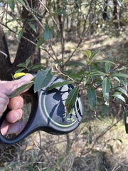 Quercus hypoleucoides