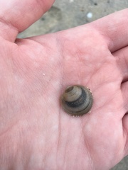 Divalinga quadrisulcata