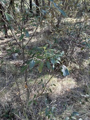 Quercus hypoleucoides