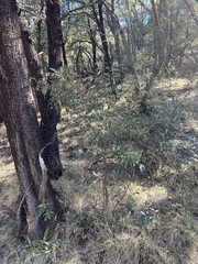 Quercus hypoleucoides