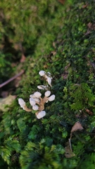 Cordyceps sinclairii