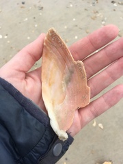 Dinocardium robustum