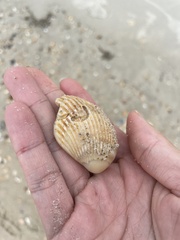 Lunarca ovalis