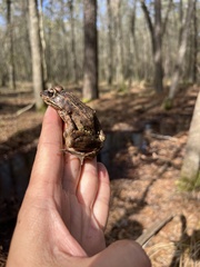 Lithobates sphenocephalus