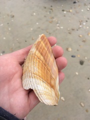 Dinocardium robustum