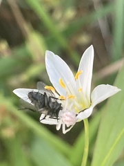 Misumenoides formosipes