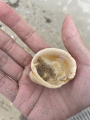 Lunarca ovalis