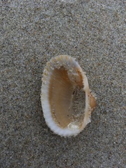 Noetia ponderosa