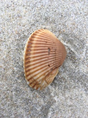 Noetia ponderosa