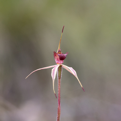Caladenia reticulata