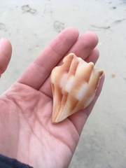 Sinistrofulgur sinistrum