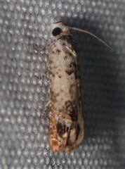 Eucosma ornatula