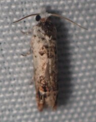 Eucosma ornatula