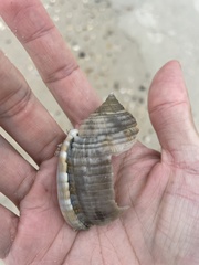 Semicassis granulata