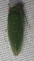 Rugosana querci