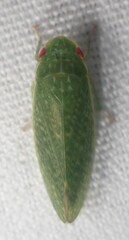 Rugosana querci