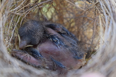 Sporophila caerulescens